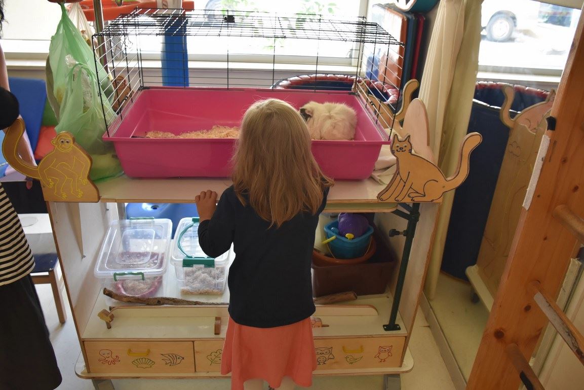 Animal-assisted therapy cart